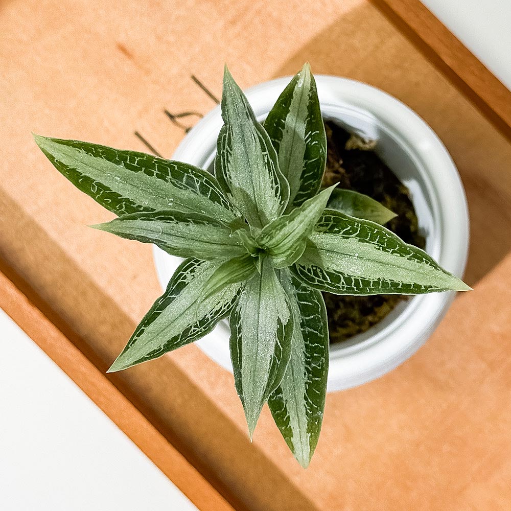 PLANCHU ジュエルオーキッド アスピドギネ アルゲンテア 3号丸鉢 受け皿付き 育て方説明書付き Aspidogyne argentea 観葉植物 洋ラン