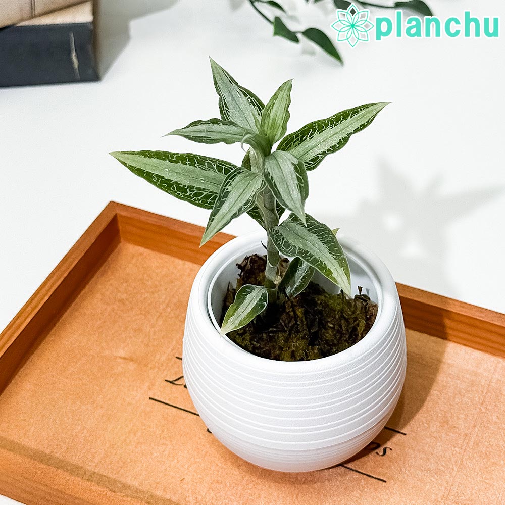 PLANCHU ジュエルオーキッド アスピドギネ アルゲンテア 3号丸鉢 受け皿付き 育て方説明書付き Aspidogyne argentea 観葉植物 洋ラン