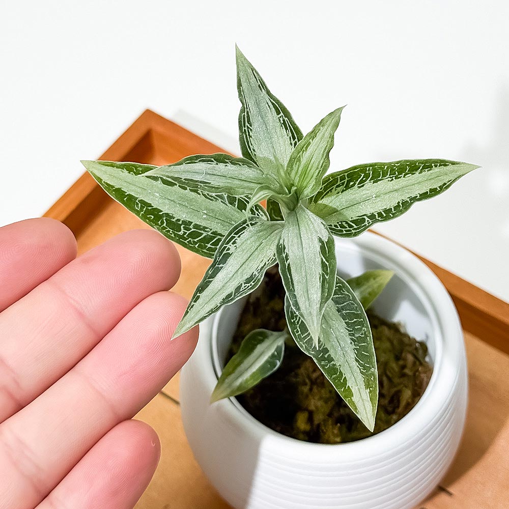 PLANCHU ジュエルオーキッド アスピドギネ アルゲンテア 3号丸鉢 受け皿付き 育て方説明書付き Aspidogyne argentea 観葉植物 洋ラン