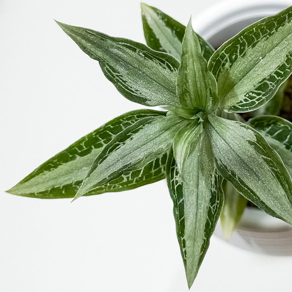 PLANCHU ジュエルオーキッド アスピドギネ アルゲンテア 3号丸鉢 受け皿付き 育て方説明書付き Aspidogyne argentea 観葉植物 洋ラン