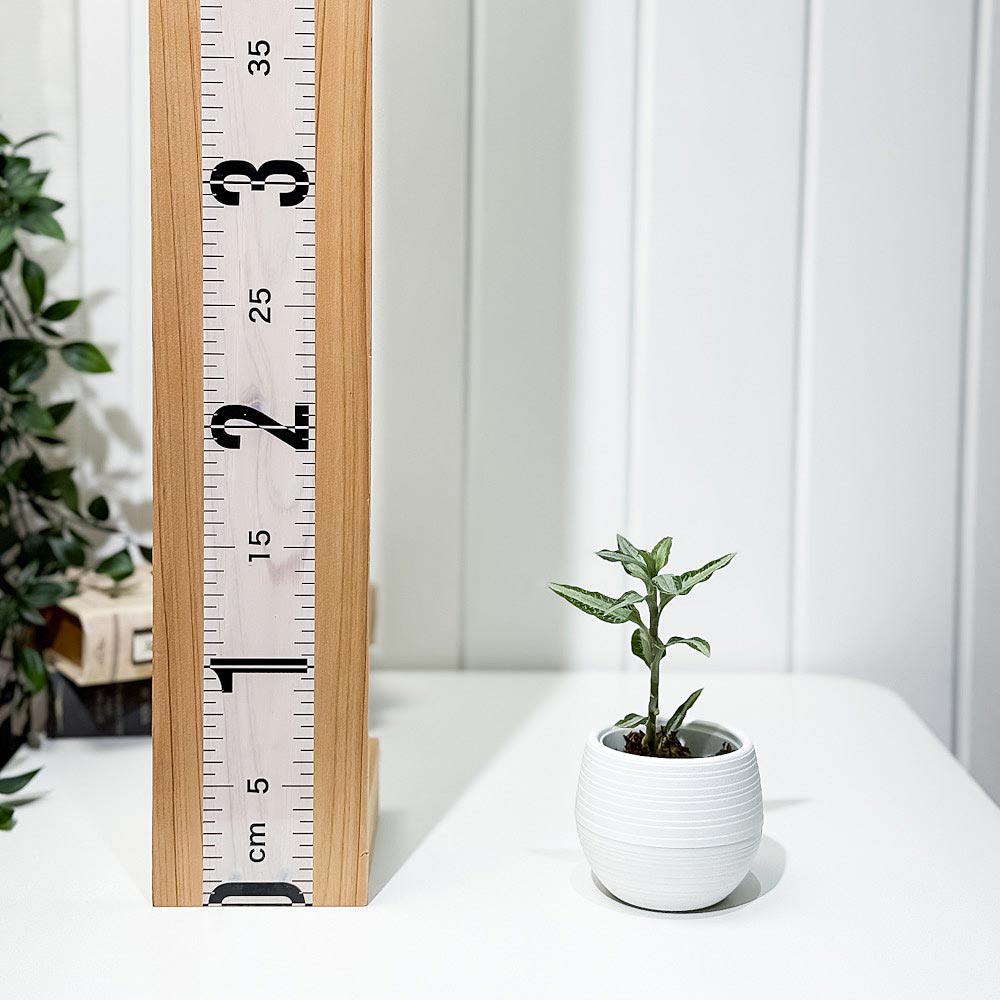 PLANCHU ジュエルオーキッド アスピドギネ アルゲンテア 3号丸鉢 受け皿付き 育て方説明書付き Aspidogyne argentea 観葉植物 洋ラン