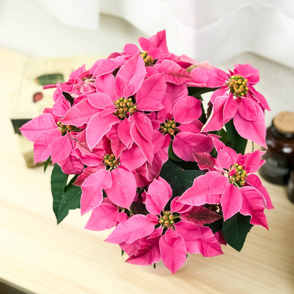 PLANCHU 鉢花 サントリー プリンセチア ホットピンク 4号鉢 底面吸水鉢タイプ ポインセチア クリスマス