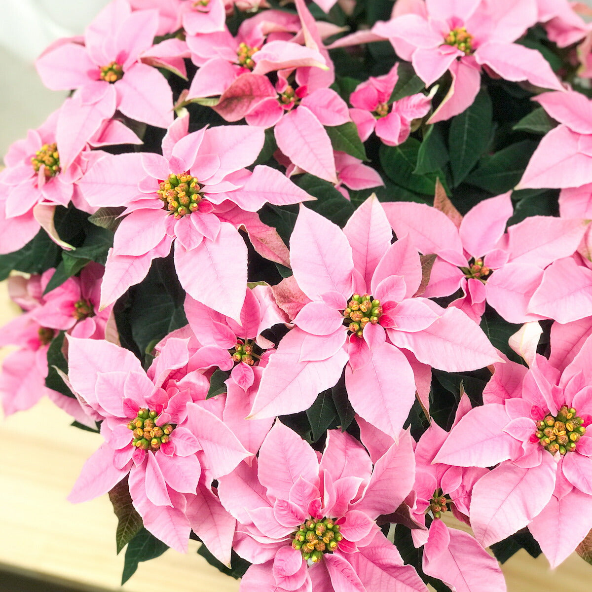 PLANCHU 鉢花 サントリー プリンセチア ピンクホワイト 5号鉢 ポインセチア クリスマス