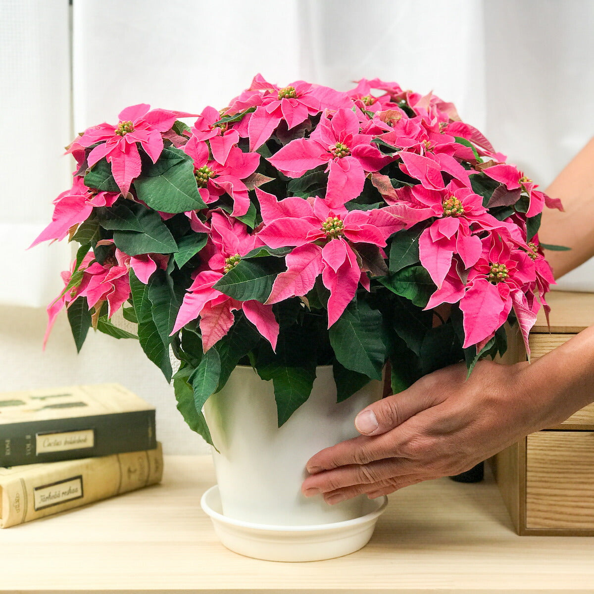 PLANCHU 鉢花 サントリー プリンセチア ホットピンク 5号鉢 ポインセチア クリスマス