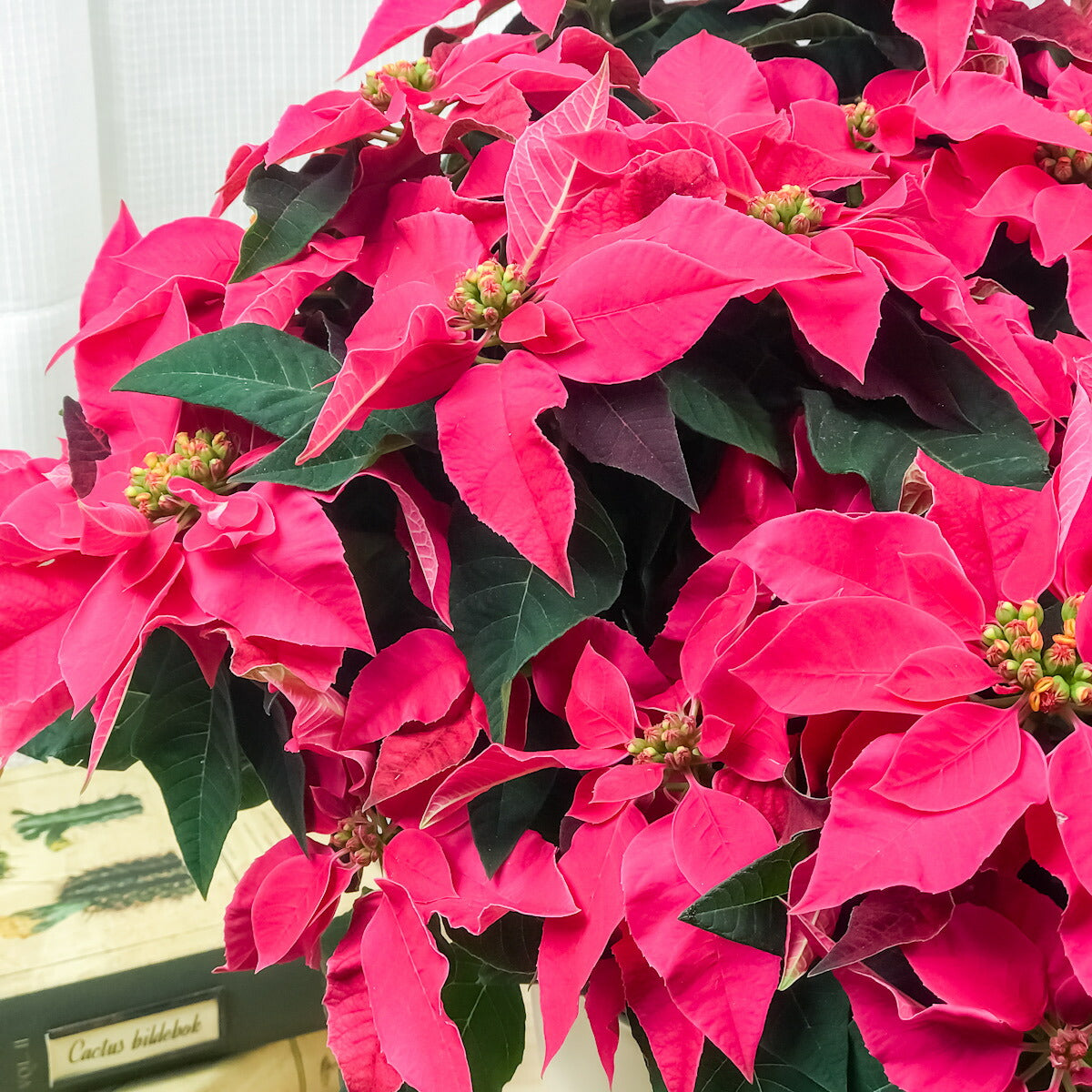 PLANCHU 鉢花 サントリー プリンセチア ルージュ 5号鉢 ポインセチア クリスマス