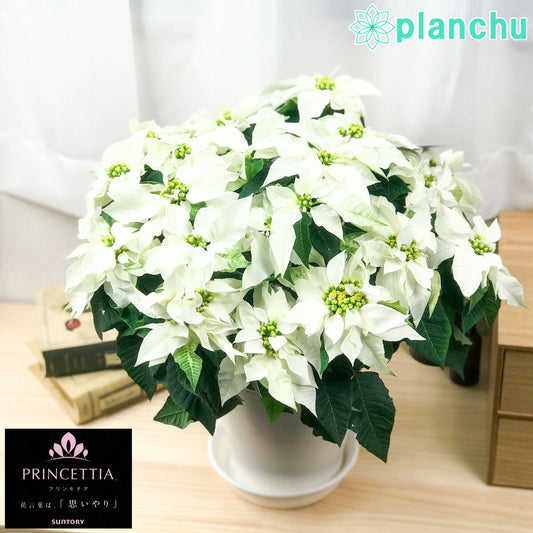 PLANCHU 鉢花 サントリー プリンセチア ピュアホワイト 5号鉢 ポインセチア クリスマス