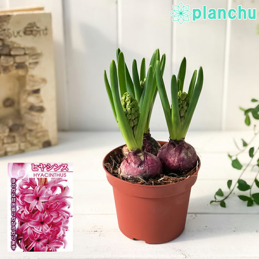 PLANCHU 鉢花 ヒヤシンス 開花株 3球植え 赤色系 4号鉢 Hyacinthus orientalis