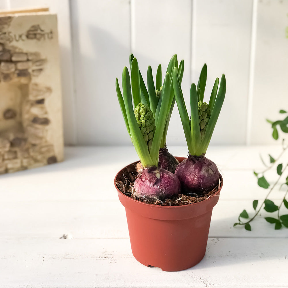 PLANCHU 鉢花 ヒヤシンス 開花株 3球植え 赤色系 4号鉢 Hyacinthus orientalis