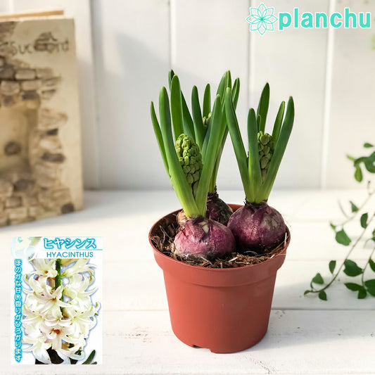 PLANCHU 鉢花 ヒヤシンス 開花株 3球植え 白色系 4号鉢 Hyacinthus orientalis