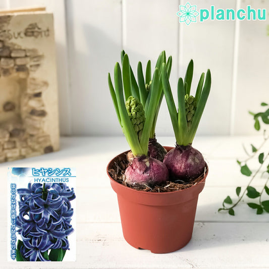 PLANCHU 鉢花 ヒヤシンス 開花株 3球植え 青色系 4号鉢 Hyacinthus orientalis