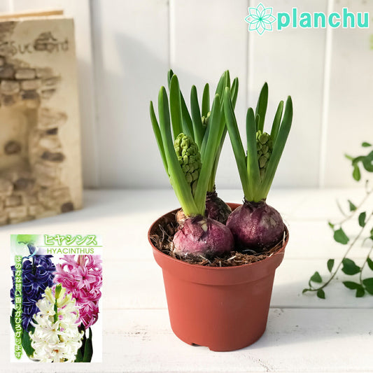 PLANCHU 鉢花 ヒヤシンス 開花株 3球植え トリカラー 赤 白 青 4号鉢 Hyacinthus orientalis