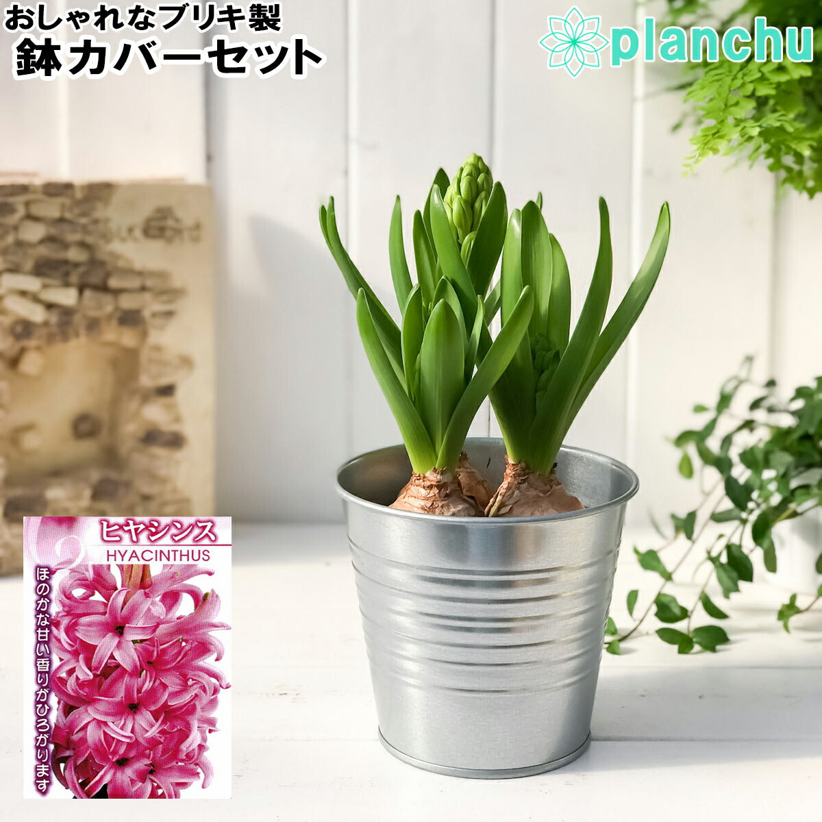 PLANCHU 鉢花 ヒヤシンス 3球植え 赤色系 4号鉢 ブリキ製鉢カバー付き