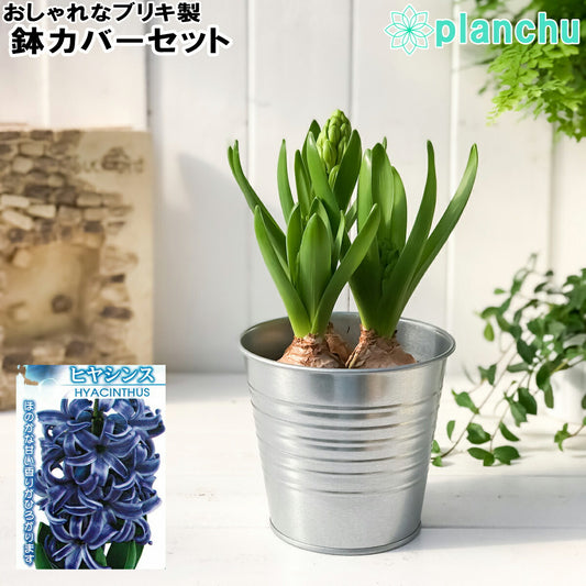 PLANCHU 鉢花 ヒヤシンス 3球植え 青色系 4号鉢 ブリキ製鉢カバー付き