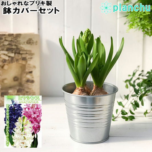 PLANCHU 鉢花 ヒヤシンス 3球植え トリカラー 赤 白 青 4号鉢 ブリキ製鉢カバー付き