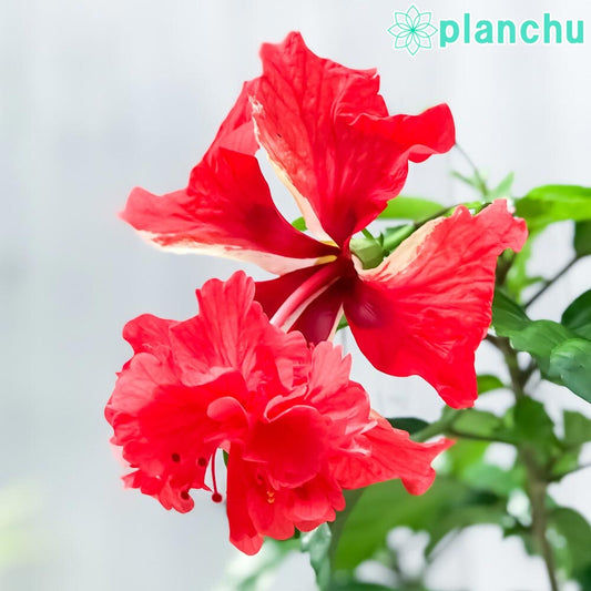 PLANCHU 熱帯花木 ハイビスカス レッドフラミンゴ 4号鉢 受け皿付き 育て方説明書付き Hibiscus ‘Red Flamingo’ 鉢花 花 観葉植物 苗