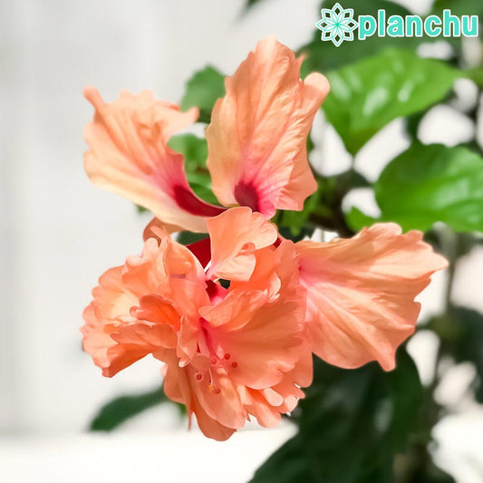 PLANCHU 熱帯花木 ハイビスカス オレンジフラミンゴ 4号鉢 受け皿付き 育て方説明書付き Hibiscus ‘Orange Flamingo’ 鉢花 花 観葉植物 苗