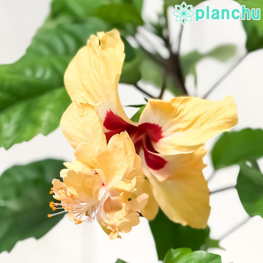 PLANCHU 熱帯花木 ハイビスカス レモンフラミンゴ 4号鉢 受け皿付き 育て方説明書付き Hibiscus ‘Lemon Flamingo’ 鉢花 花 観葉植物 苗 イエローフラミンゴ