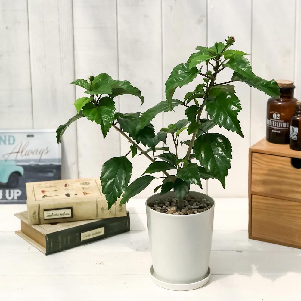 PLANCHU 熱帯花木 ハイビスカス レモンフラミンゴ 4号鉢 受け皿付き 育て方説明書付き Hibiscus ‘Lemon Flamingo’ 鉢花 花 観葉植物 苗 イエローフラミンゴ