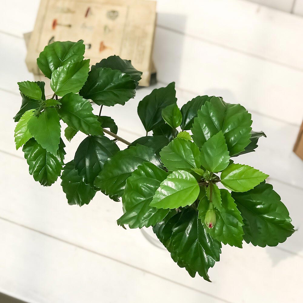 PLANCHU 熱帯花木 ハイビスカス レモンフラミンゴ 4号鉢 受け皿付き 育て方説明書付き Hibiscus ‘Lemon Flamingo’ 鉢花 花 観葉植物 苗 イエローフラミンゴ