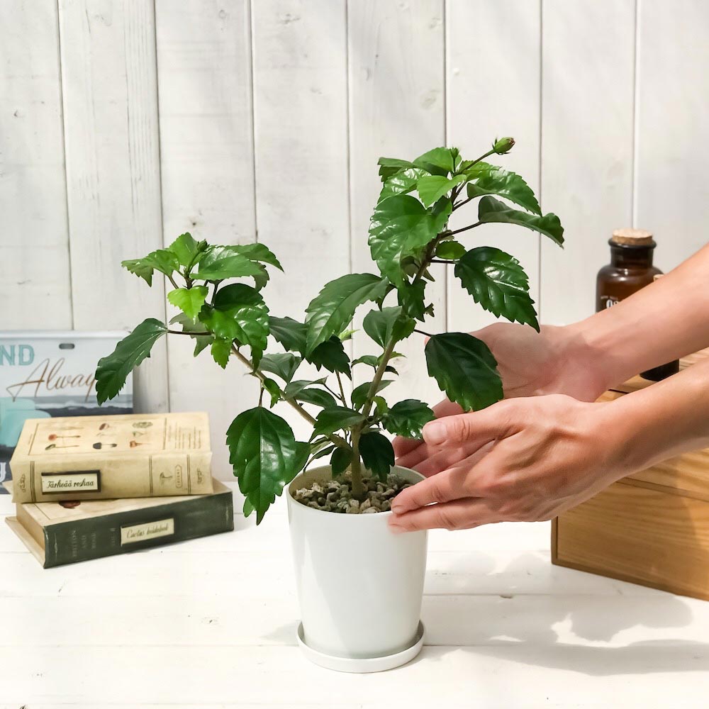 PLANCHU 熱帯花木 ハイビスカス レモンフラミンゴ 4号鉢 受け皿付き 育て方説明書付き Hibiscus ‘Lemon Flamingo’ 鉢花 花 観葉植物 苗 イエローフラミンゴ