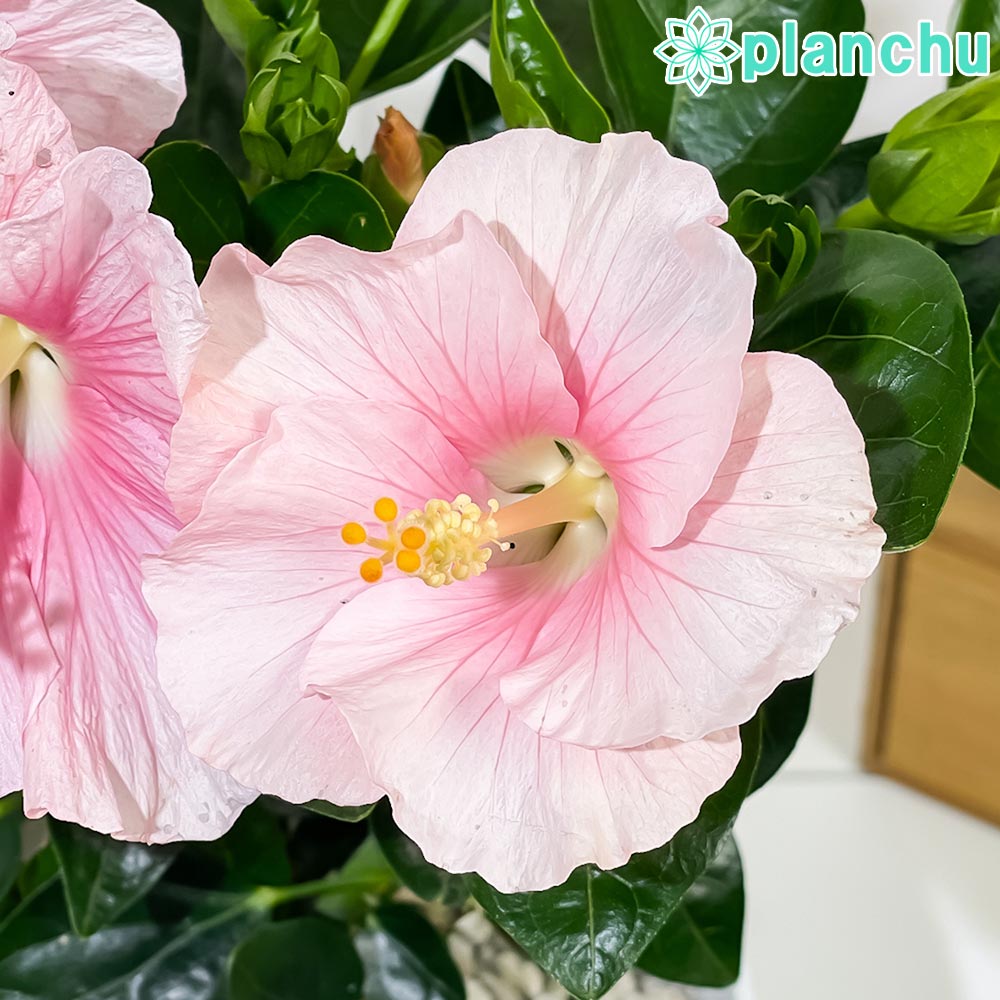PLANCHU 熱帯花木 ハイビスカス ニューロングライフ サブリナ 5号鉢 受け皿付き 育て方説明書付き PVP Hibiscus cv. 鉢花 花 観葉植物 苗