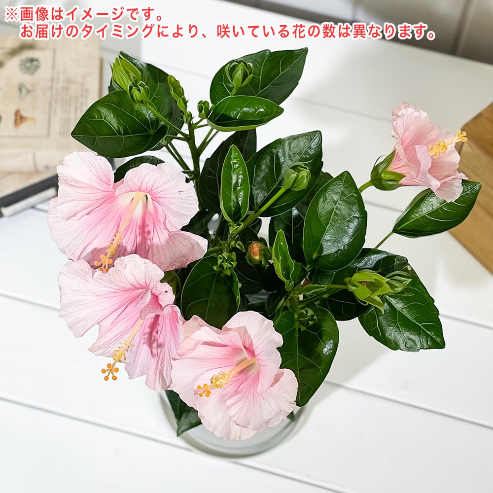 PLANCHU 熱帯花木 ハイビスカス ニューロングライフ サブリナ 5号鉢 受け皿付き 育て方説明書付き PVP Hibiscus cv. 鉢花 花 観葉植物 苗