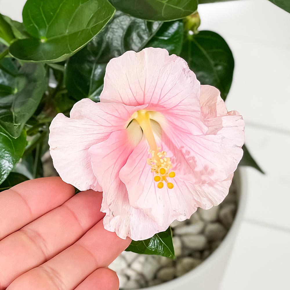 PLANCHU 熱帯花木 ハイビスカス ニューロングライフ サブリナ 5号鉢 受け皿付き 育て方説明書付き PVP Hibiscus cv. 鉢花 花 観葉植物 苗