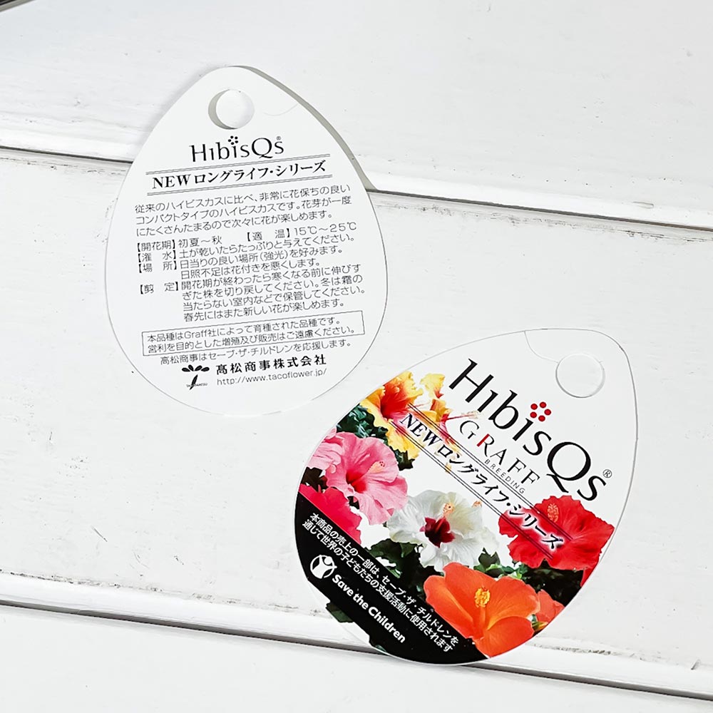 PLANCHU 熱帯花木 ハイビスカス ニューロングライフ サブリナ 5号鉢 受け皿付き 育て方説明書付き PVP Hibiscus cv. 鉢花 花 観葉植物 苗