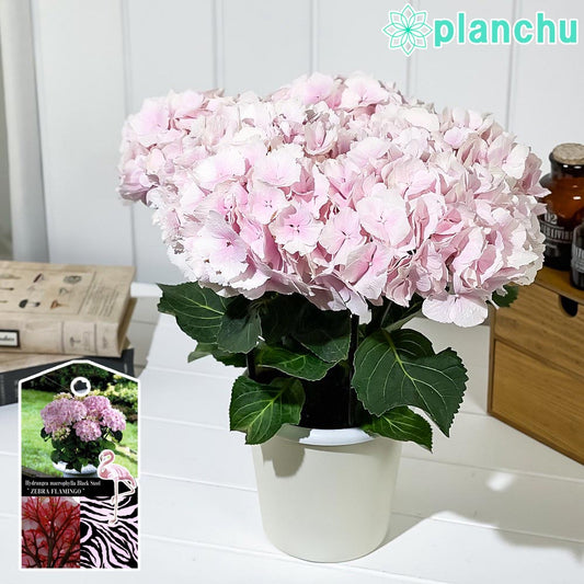 PLANCHU 鉢花 ハイドランジア ブラックスチール ゼブラフラミンゴ ピンク 5号鉢 育て方説明書付き PVP Hydrangea macrophylla cv. 黒軸アジサイ 庭木 花木