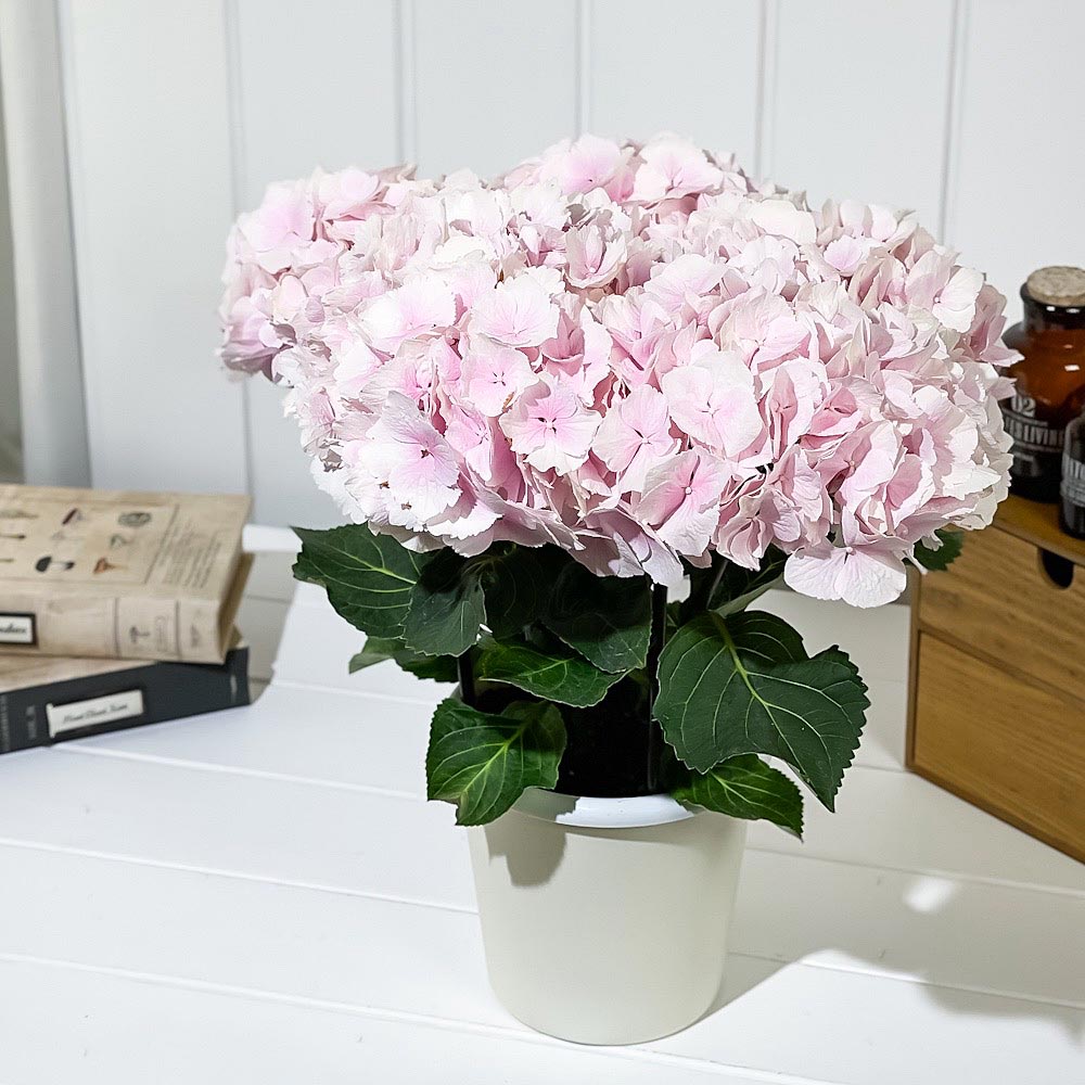 PLANCHU 鉢花 ハイドランジア ブラックスチール ゼブラフラミンゴ ピンク 5号鉢 育て方説明書付き PVP Hydrangea macrophylla cv. 黒軸アジサイ 庭木 花木