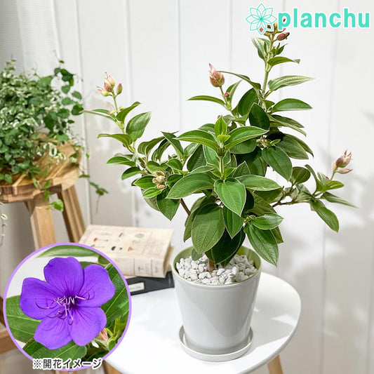 PLANCHU 熱帯花木 シコンノボタン 5号鉢 受け皿付き 育て方説明書付き Tibouchina urvilleana ティボウキナ 観葉植物 鉢花 花