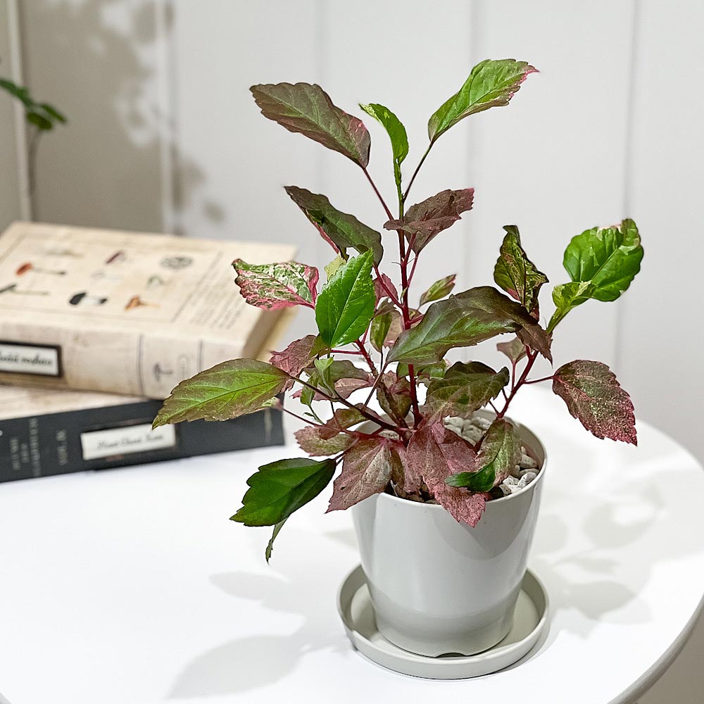 PLANCHU 熱帯花木 ハイビスカス レッドロコ 3.5号鉢 受け皿付き 育て方