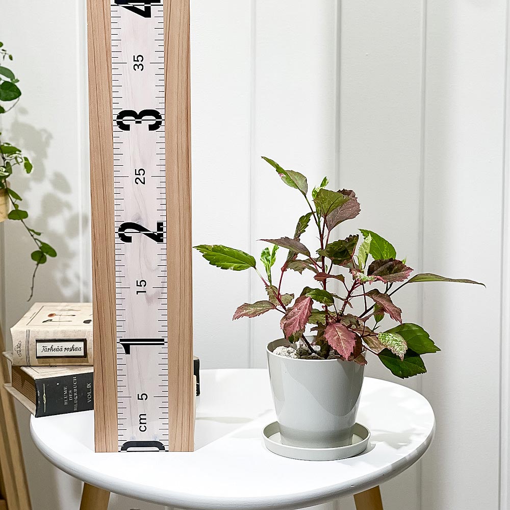 PLANCHU 熱帯花木 ハイビスカス レッドロコ 3.5号鉢 受け皿付き 育て方