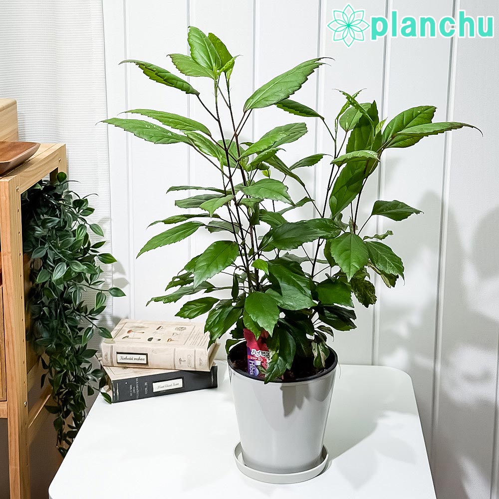 PLANCHU 熱帯花木 ハイビスカス レッドロコ 5号鉢 受け皿付き 育て方説明書付き Hibiscus cv. 斑入り 鉢花 花 観葉植物 苗