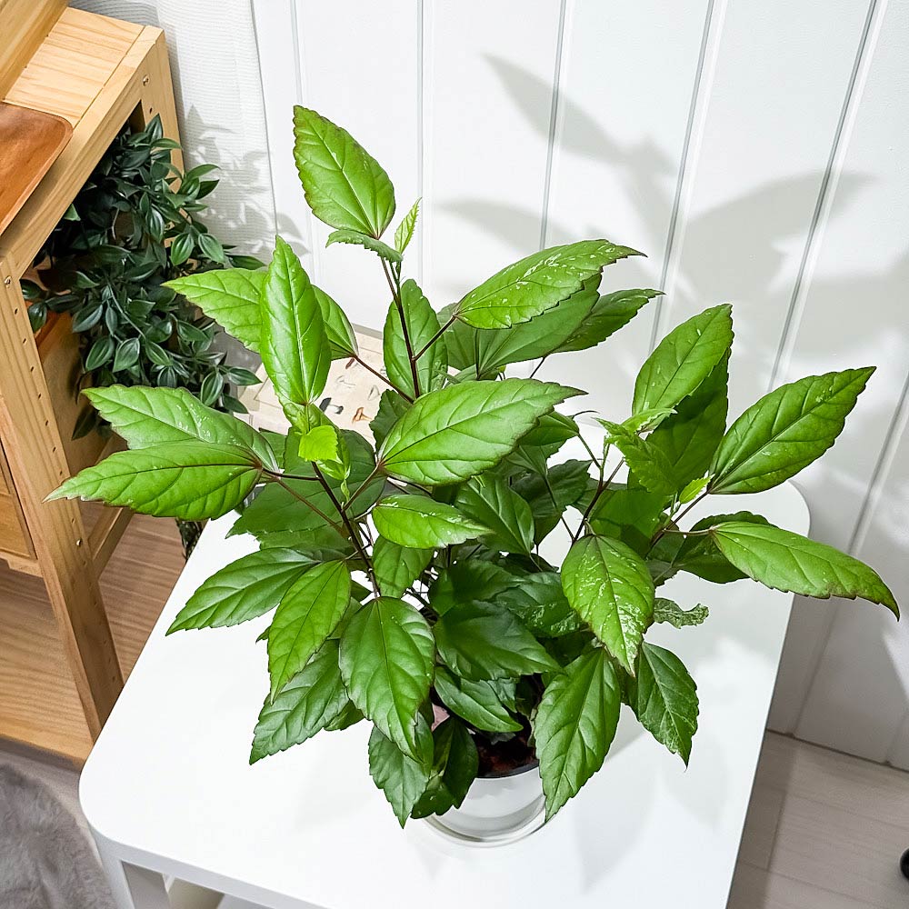 PLANCHU 熱帯花木 ハイビスカス レッドロコ 5号鉢 受け皿付き 育て方説明書付き Hibiscus cv. 斑入り 鉢花 花 観葉植物 苗