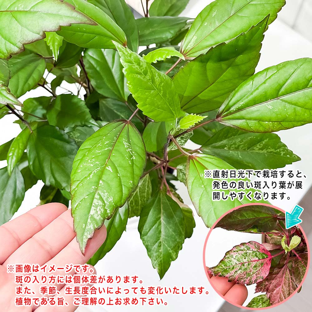 PLANCHU 熱帯花木 ハイビスカス レッドロコ 5号鉢 受け皿付き 育て方説明書付き Hibiscus cv. 斑入り 鉢花 花 観葉植物 苗