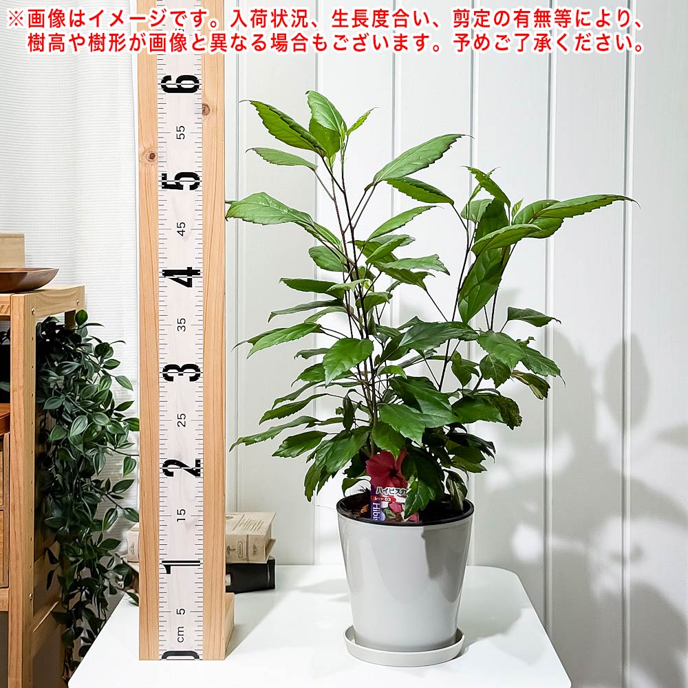 PLANCHU 熱帯花木 ハイビスカス レッドロコ 5号鉢 受け皿付き 育て方説明書付き Hibiscus cv. 斑入り 鉢花 花 観葉植物 苗