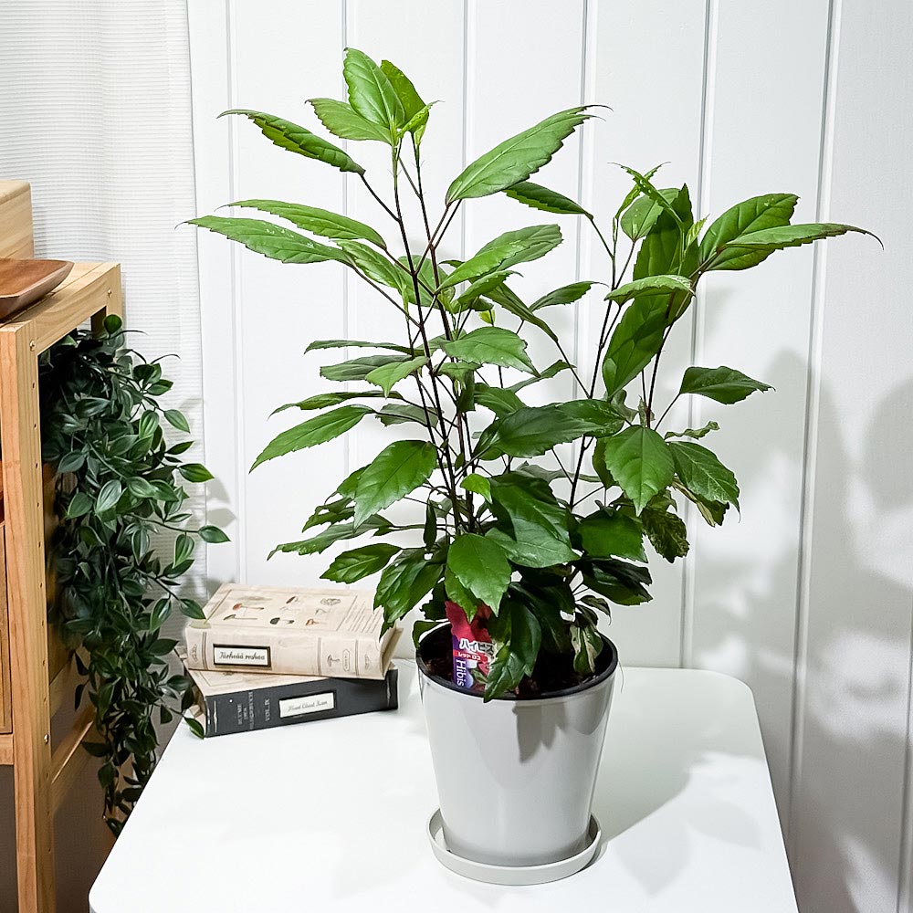 PLANCHU 熱帯花木 ハイビスカス レッドロコ 5号鉢 受け皿付き 育て方説明書付き Hibiscus cv. 斑入り 鉢花 花 観葉植物 苗