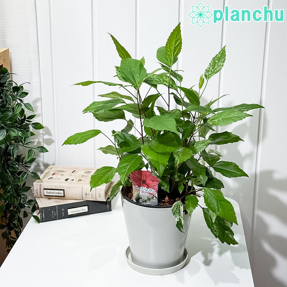 PLANCHU 熱帯花木 ハイビスカス ホワイトロコ 5号鉢 受け皿付き 育て方説明書付き PVP Hibiscus cv. 斑入り 鉢花 花 観葉植物 苗