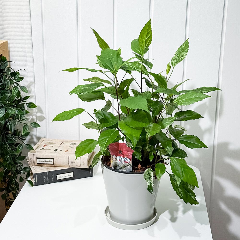 PLANCHU 熱帯花木 ハイビスカス ホワイトロコ 5号鉢 受け皿付き 育て方説明書付き PVP Hibiscus cv. 斑入り 鉢花 花 観葉植物 苗