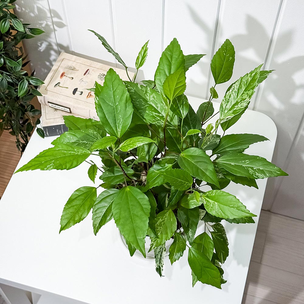 PLANCHU 熱帯花木 ハイビスカス ホワイトロコ 5号鉢 受け皿付き 育て方説明書付き PVP Hibiscus cv. 斑入り 鉢花 花 観葉植物 苗