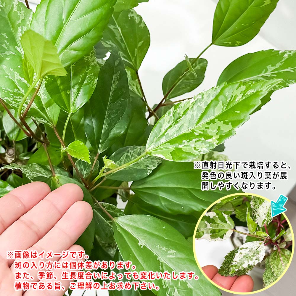 PLANCHU 熱帯花木 ハイビスカス ホワイトロコ 5号鉢 受け皿付き 育て方説明書付き PVP Hibiscus cv. 斑入り 鉢花 花 観葉植物 苗