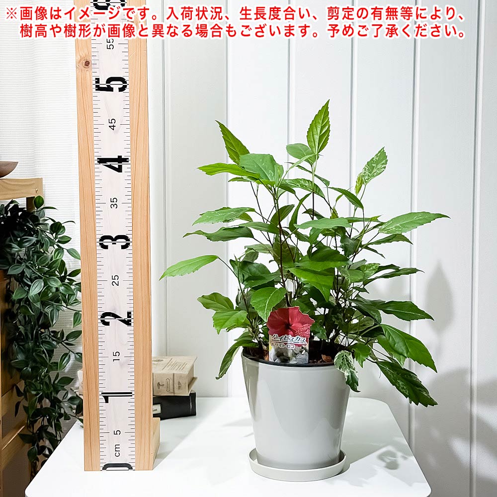 PLANCHU 熱帯花木 ハイビスカス ホワイトロコ 5号鉢 受け皿付き 育て方説明書付き PVP Hibiscus cv. 斑入り 鉢花 花 観葉植物 苗