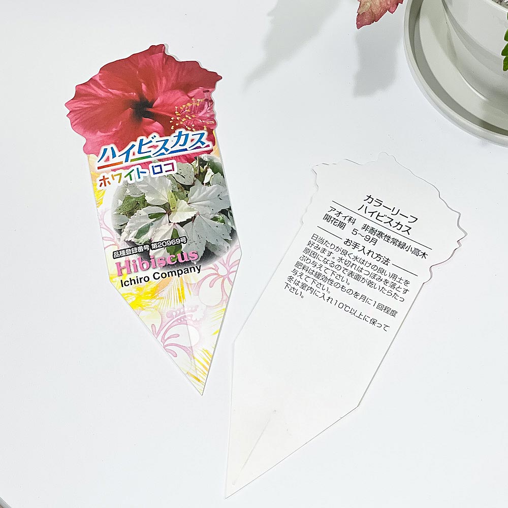 PLANCHU 熱帯花木 ハイビスカス ホワイトロコ 5号鉢 受け皿付き 育て方説明書付き PVP Hibiscus cv. 斑入り 鉢花 花 観葉植物 苗