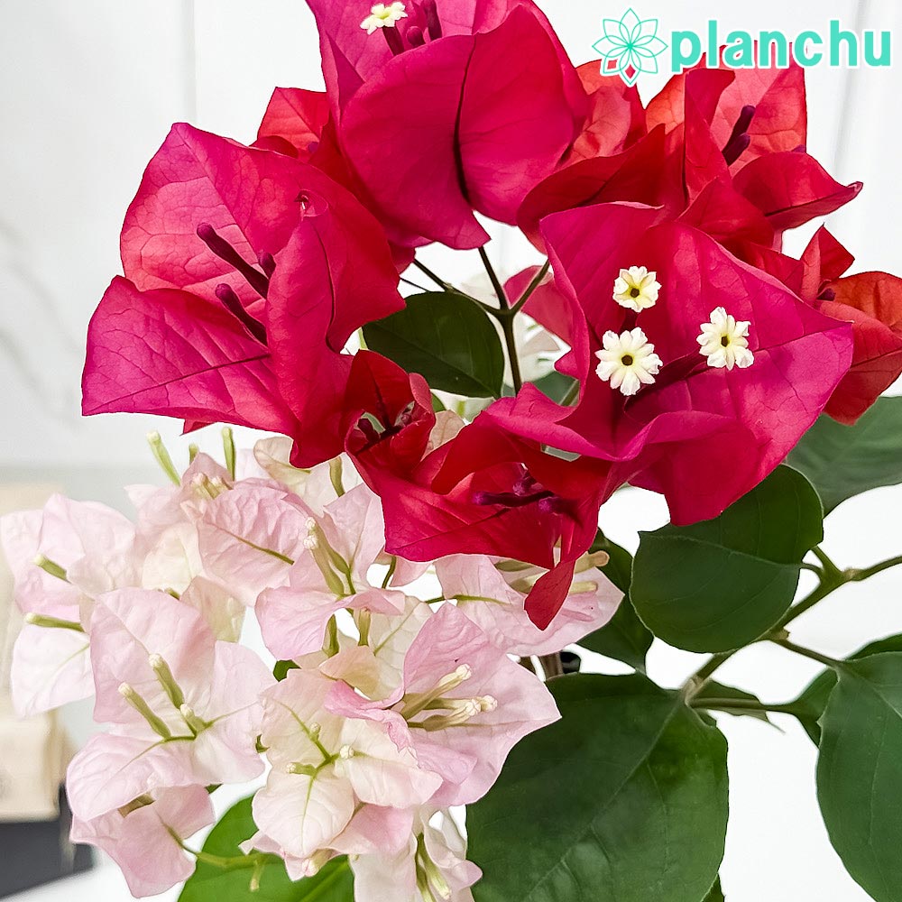 PLANCHU 熱帯花木 ブーゲンビレア チョコレートパフェ ブーケ仕立て 4号鉢 受け皿付き 育て方説明書付き PVP Bougainvillea cv. 鉢花 観葉植物