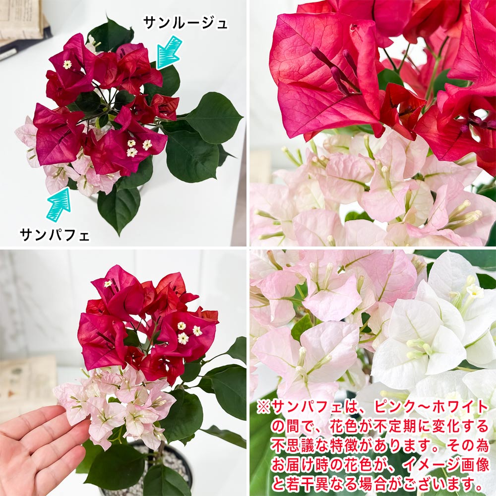 PLANCHU 熱帯花木 ブーゲンビレア チョコレートパフェ ブーケ仕立て 4号鉢 受け皿付き 育て方説明書付き PVP Bougainvillea cv. 鉢花 観葉植物