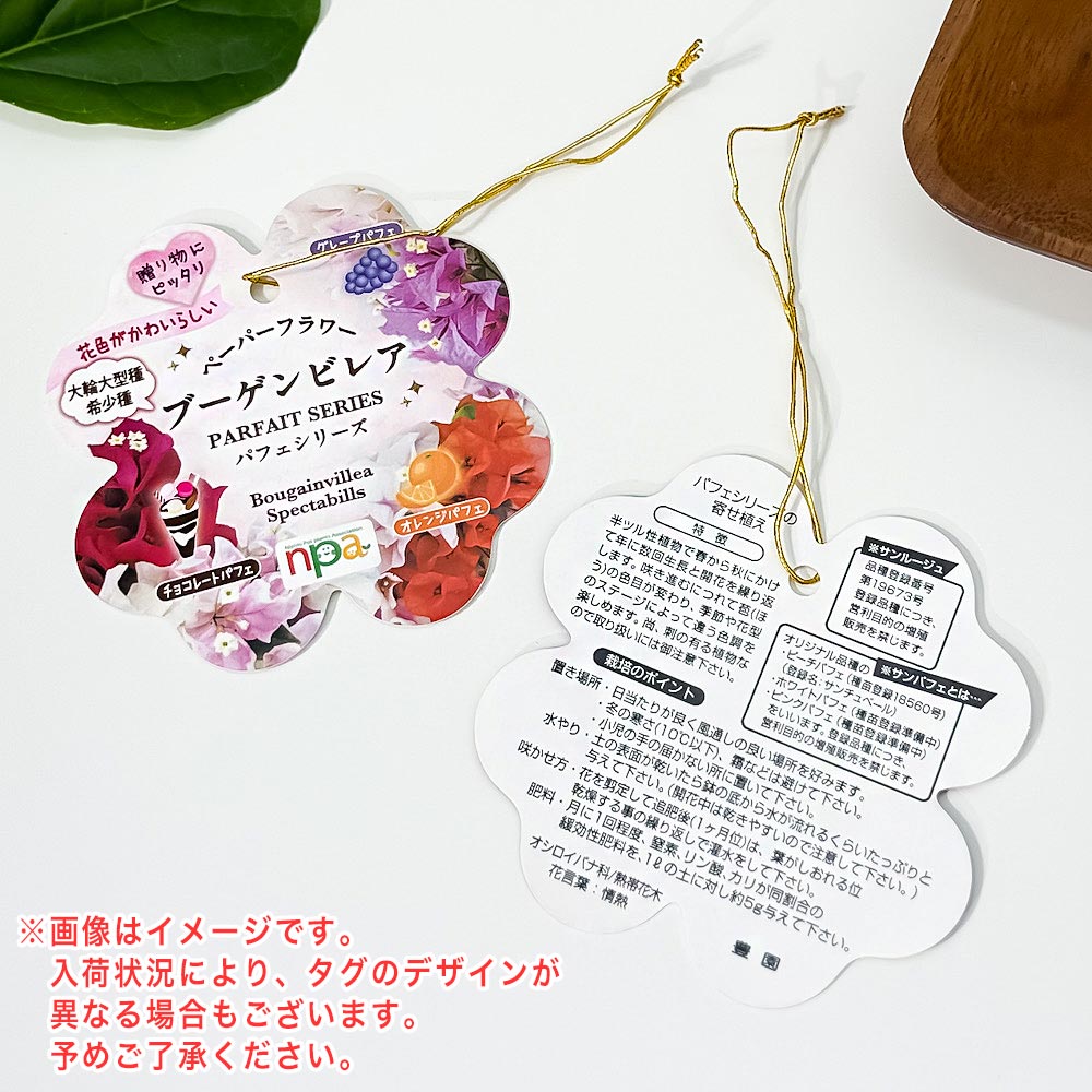 PLANCHU 熱帯花木 ブーゲンビレア チョコレートパフェ ブーケ仕立て 4号鉢 受け皿付き 育て方説明書付き PVP Bougainvillea cv. 鉢花 観葉植物