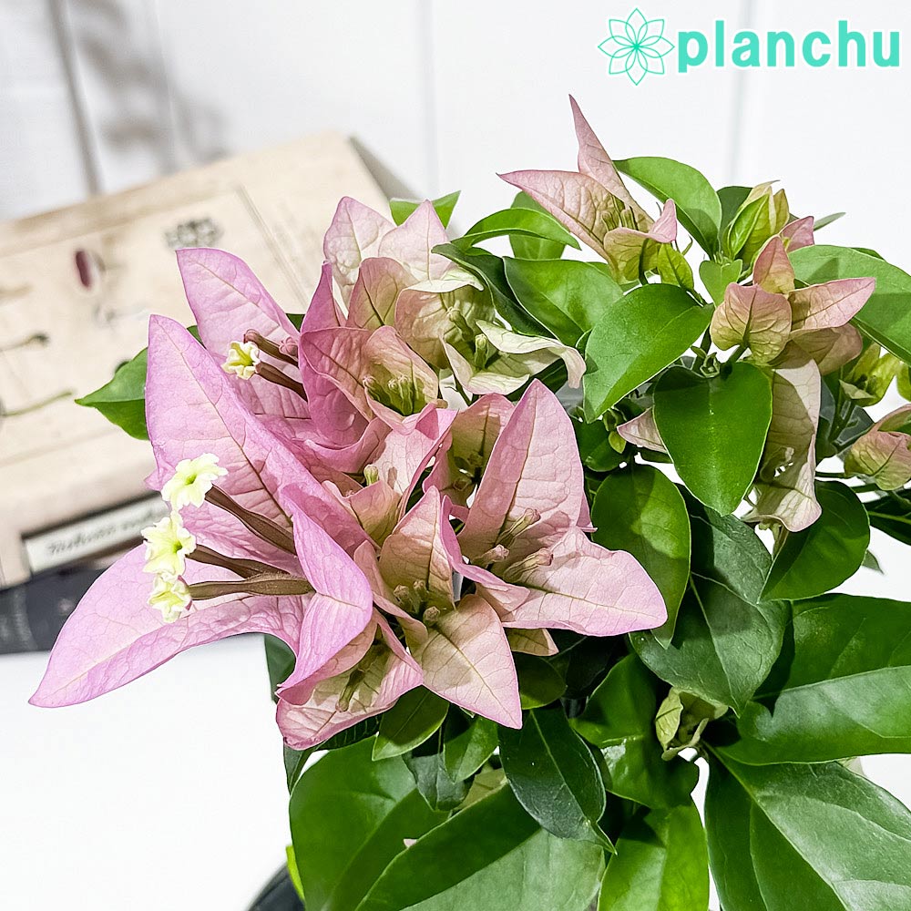 PLANCHU 熱帯花木 ブーゲンビレア グレープパフェ ブーケ仕立て 4号鉢 受け皿付き 育て方説明書付き PVP Bougainvillea cv. 鉢花 観葉植物