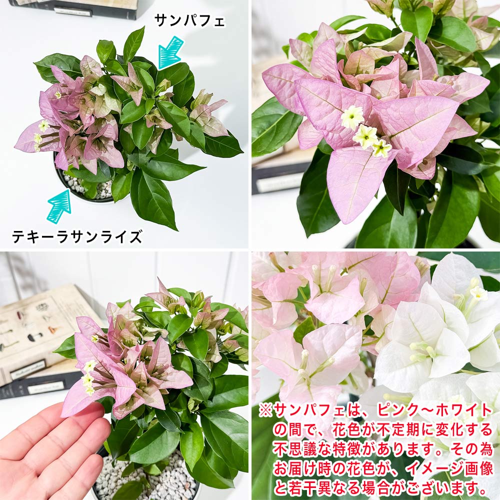 PLANCHU 熱帯花木 ブーゲンビレア グレープパフェ ブーケ仕立て 4号鉢 受け皿付き 育て方説明書付き PVP Bougainvillea cv. 鉢花 観葉植物