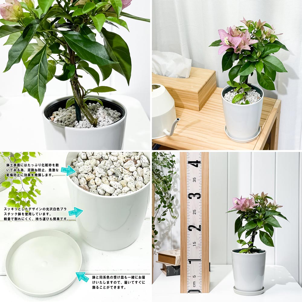 PLANCHU 熱帯花木 ブーゲンビレア グレープパフェ ブーケ仕立て 4号鉢 受け皿付き 育て方説明書付き PVP Bougainvillea cv. 鉢花 観葉植物